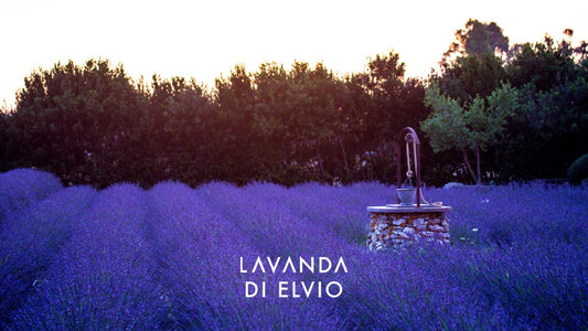 L'ingrediente segreto di LAVANDA DI ELVIO