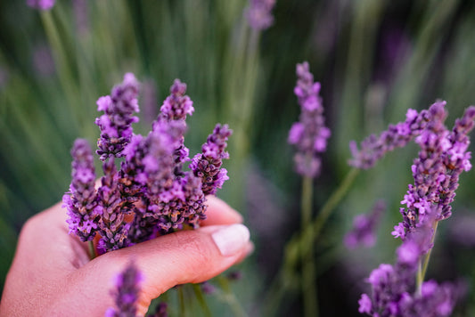 Olio essenziale di Lavanda – Perché portarlo sempre con se
