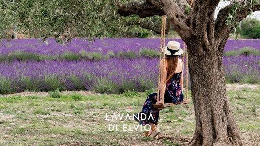 Quando fiorisce la Lavanda?