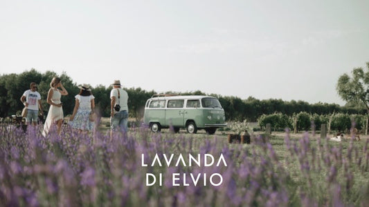 Giugno in Sardegna, nella Penisola del Sinis - Pianifica il tuo viaggio e vivi la fioritura della Lavanda