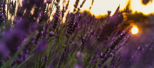 dieci modi per usare la Lavanda che non tutti conoscono