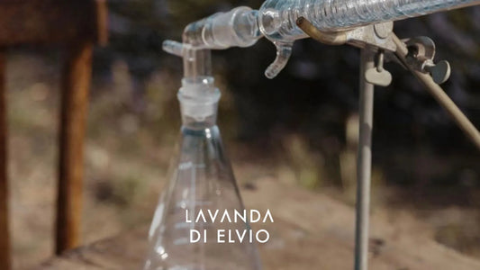 come estrarre l'olio essenziale di lavanda