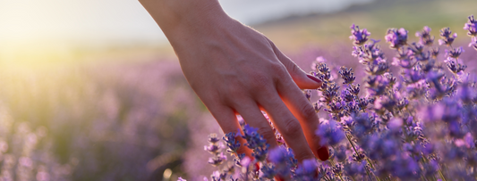 La lavanda è la migliore amica di una pelle liscia, luminosa e senza imperfezioni sin dalla più tenera età. Ecco come usarla: