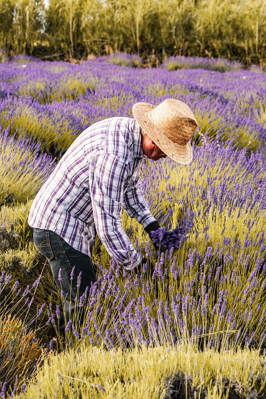 Lavanda di Elvio raccolta a mano