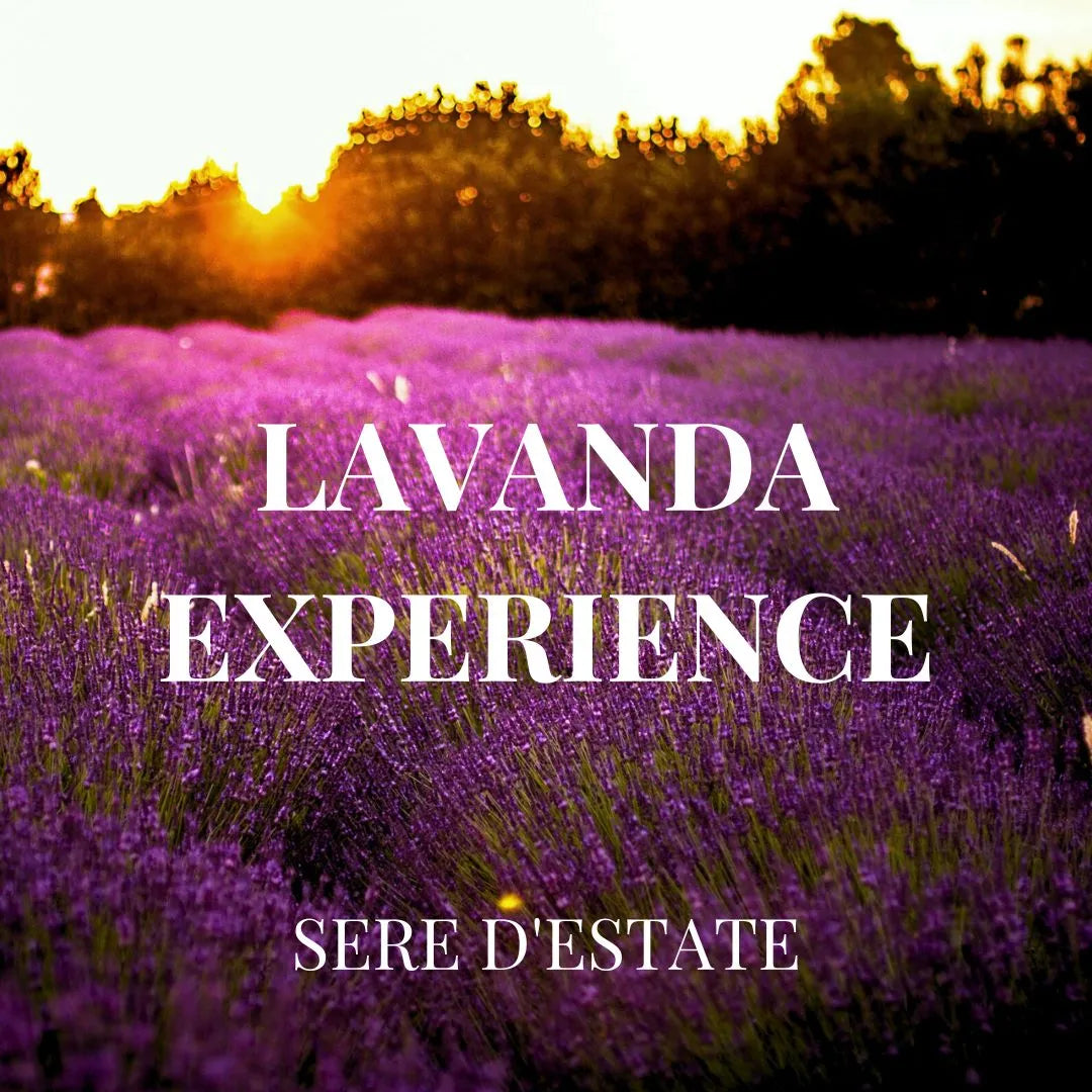 lavanda experience sere d'estate. visita il campo lavanda di elvio la sera nelle ore più calme